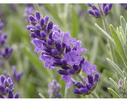 Levandule FloraSelf Lavandula angustifolia 'Spring Line' 15-20 cm květináč Ø 13 cm 1 ks