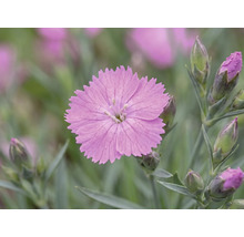 Hvozdík zahradní, karafiát FloraSelf Dianthus caryophyllus výška 10-15 cm květináč 0,8 l 1 ks, různé druhy