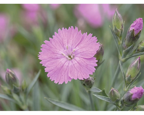 Hvozdík zahradní, karafiát FloraSelf Dianthus caryophyllus výška 10-15 cm květináč 0,8 l 1 ks, různé druhy