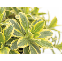 Huseník výběžkatý bíle panašovaný FloraSelf Arabis ferdinandi-coburgii 'Variegata' výška 5-10 cm květináč 1 l 1 ks, různé druhy