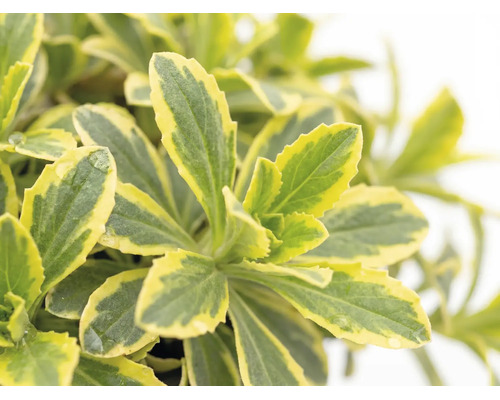 Huseník výběžkatý bíle panašovaný FloraSelf Arabis ferdinandi-coburgii 'Variegata' výška 5-10 cm květináč 1 l 1 ks, různé druhy