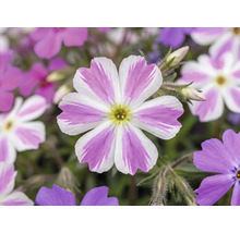 Plaménka šídlovitá Phlox subulata 'Twins' výška 5-15 cm květináč Ø 13 cm