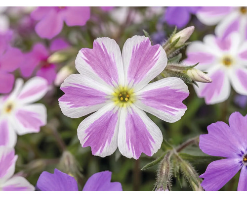 Plaménka šídlovitá Phlox subulata 'Twins' výška 5-15 cm květináč Ø 13 cm