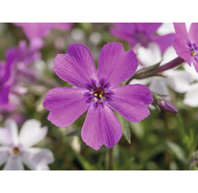 Plaménka šídlovitá Phlox subulata 'Twins' výška 5-15 cm květináč Ø 13 cm