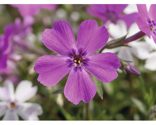 Plaménka šídlovitá Phlox subulata 'Twins' výška 5-15 cm květináč Ø 13 cm