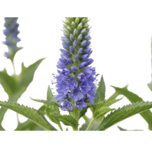 Rozrazil klasnatý Veronica spicata s modrými květy a pilovitými listy.
