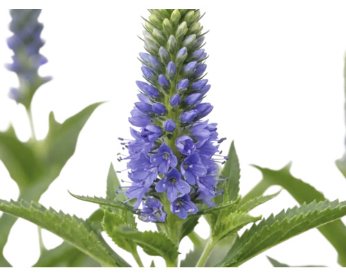Rozrazil klasnatý Veronica spicata s modrými květy a pilovitými listy.