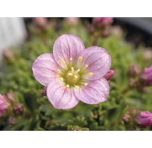Lomikámen arendsův Saxifraga arendsii 3-6 cm květináč 0,8 l 1 ks, různé druhy