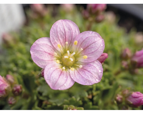 Lomikámen arendsův Saxifraga arendsii 3-6 cm květináč 0,8 l 1 ks, různé druhy