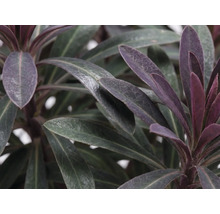 Pryšec mandloňovitý červený FloraSelf Euphorbia amygdaloides 'Purpurea' 5-50 cm květináč 15 cm