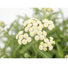Řebříček červený FloraSelf Achillea millefolium 'Desert Eve' V 5-25 cm květináč 3 l