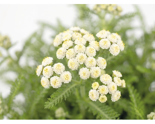 Řebříček červený FloraSelf Achillea millefolium 'Desert Eve' V 5-25 cm květináč 3 l