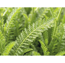 Řebříček červený FloraSelf Achillea millefolium 'Desert Eve' V 5-25 cm květináč 3 l