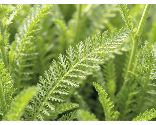 Řebříček červený FloraSelf Achillea millefolium 'Desert Eve' V 5-25 cm květináč 3 l