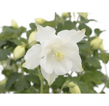Orlíček ROCKCollection FloraSelf Aquilegia caerulea 5-15 cm květináč 13 cm