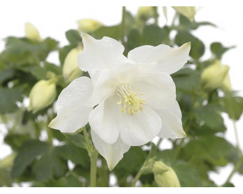 Orlíček ROCKCollection FloraSelf Aquilegia caerulea 5-15 cm květináč 13 cm