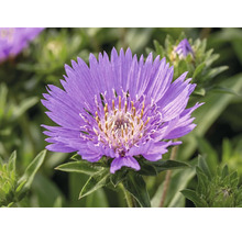 Stokésie FloraSelf Stokesia laevis 'Mega Mels'® květináč 5 l
