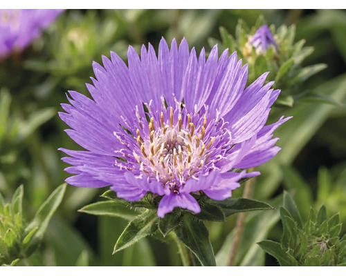 Stokésie FloraSelf Stokesia laevis 'Mega Mels'® květináč 5 l