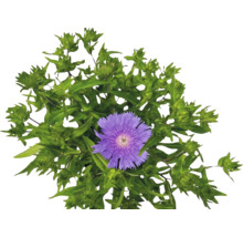 Stokesia laevis s fialovým květem a zelenými poupaty