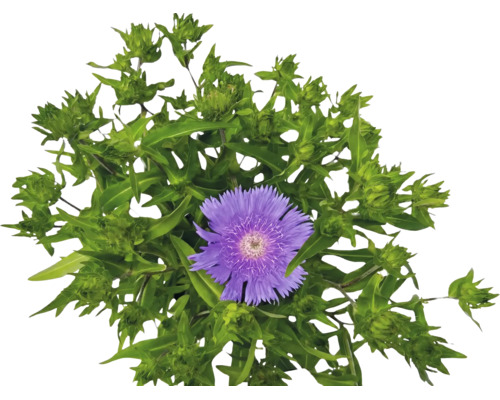 Stokesia laevis s fialovým květem a zelenými poupaty