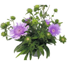 Stokezie hladká Stokesia laevis s fialovými květy a zelenými poupaty v květináči.