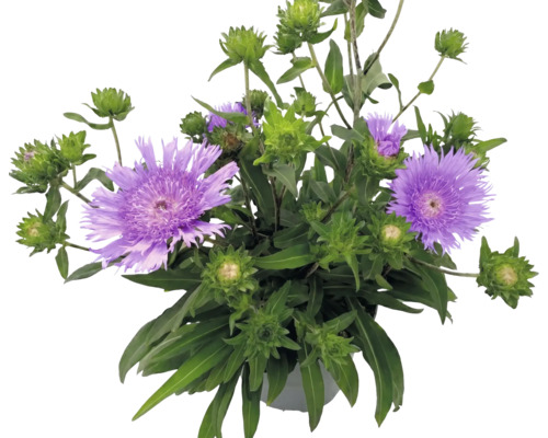 Stokezie hladká Stokesia laevis s fialovými květy a zelenými poupaty v květináči.