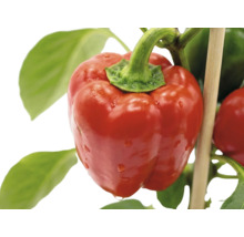 Zralá červená paprika na rostlině se zelenými listy a dřevěnou opěrnou tyčí.