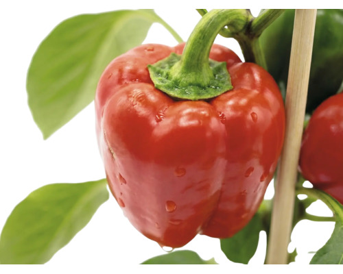 Zralá červená paprika na rostlině se zelenými listy a dřevěnou opěrnou tyčí.