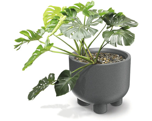 Pokojová rostlina Monstera deliciosa v šedém kulatém květináči s nožičkami a kamínky.