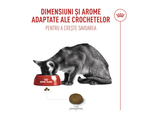 Kočka žeroucí z misky Royal Canin, velikost granulí přibližně 1 centimetr pro lepší chuť.