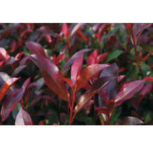 Blýskavka Photinia s červenými listy.