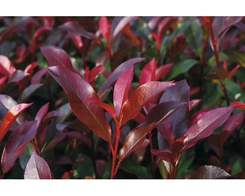 Blýskavka Photinia s červenými listy.