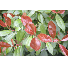Detail blýskavky Photinia s lesklými červenými a zelenými listy.