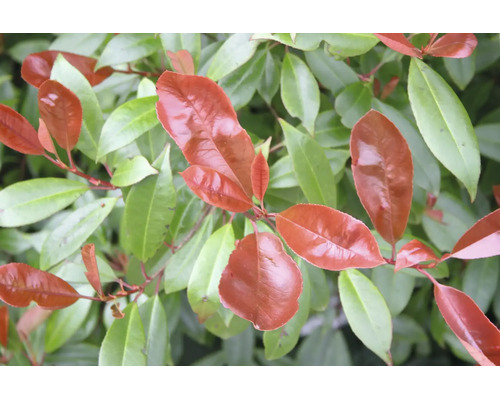 Detail blýskavky Photinia s lesklými červenými a zelenými listy.