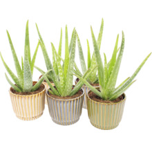 Pokojové rostliny Aloe Vera v dekorativních žebrovaných keramických květináčích.