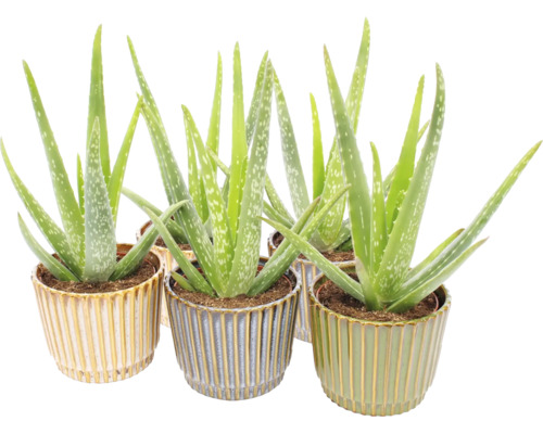 Pokojové rostliny Aloe Vera v dekorativních žebrovaných keramických květináčích.