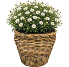 Sázecí koš Leah Pure Sami z přírodního vlákna Ø 37 cm V 31 cm šedohnědý včetně sázecí fólie