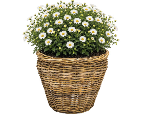 Sázecí koš Leah Pure Sami z přírodního vlákna Ø 37 cm V 31 cm šedohnědý včetně sázecí fólie