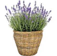 Sázecí košík Leah Pure Sami z přírodního vlákna Ø 28,5 cm V 24 cm šedohnědý včetně sázecí fólie