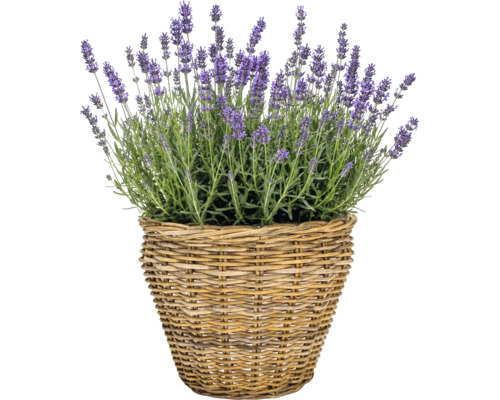 Sázecí košík Leah Pure Sami z přírodního vlákna Ø 28,5 cm V 24 cm šedohnědý včetně sázecí fólie