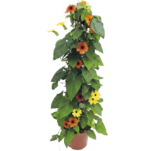 Černooká Zuzana Thunbergia alata v květináči, popínavá rostlina s oranžovými a žlutými květy.