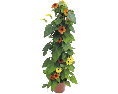 Černooká Zuzana Thunbergia alata v květináči, popínavá rostlina s oranžovými a žlutými květy.