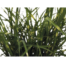 Ozdobnice čínská zakrslá FloraSelf Miscanthus sinensis 'Strictus Dwarf' 10-100 cm květináč 6 l