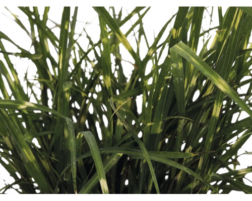 Ozdobnice čínská zakrslá FloraSelf Miscanthus sinensis 'Strictus Dwarf' 10-100 cm květináč 6 l