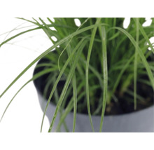 Ozdobnice čínská zakrslá FloraSelf Miscanthus sinensis ‚Cute One‘ 10-30 cm květináč 3 l