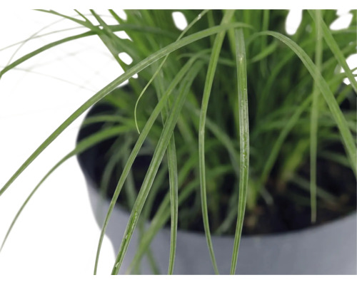 Ozdobnice čínská zakrslá FloraSelf Miscanthus sinensis ‚Cute One‘ 10-30 cm květináč 3 l