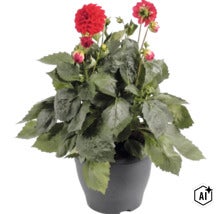 Jiřina FloraSelf Dahlia hybrid květináč Ø 23 cm 1 ks, různé druhy (Image AI modified or generated)