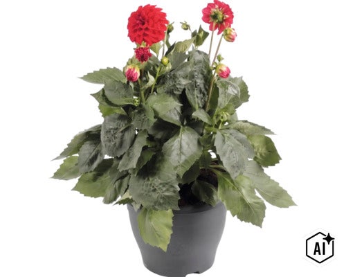 Jiřina FloraSelf Dahlia hybrid květináč Ø 23 cm 1 ks, různé druhy (Image AI modified or generated)