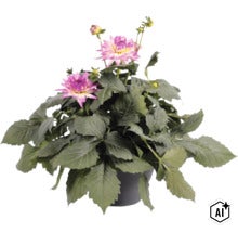 Jiřina FloraSelf Dahlia hybrid květináč Ø 23 cm 1 ks, různé druhy (Image AI modified or generated)