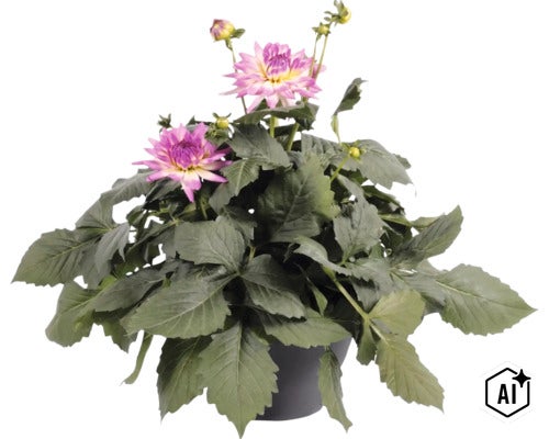 Jiřina FloraSelf Dahlia hybrid květináč Ø 23 cm 1 ks, různé druhy (Image AI modified or generated)